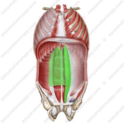 Влагалище прямой мышцы живота (vagina m. recti abdominis) – задняя стенка